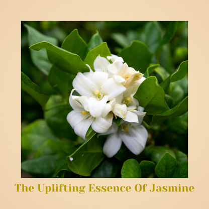 (Pack of 3)Aurélie Jasmine – Aroma-Glow Mood Sensory Ritual